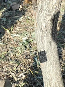 Japanese Style Hand Saw – 300mm SK5 Steel Blade Woodworking & Garden Tree Saw